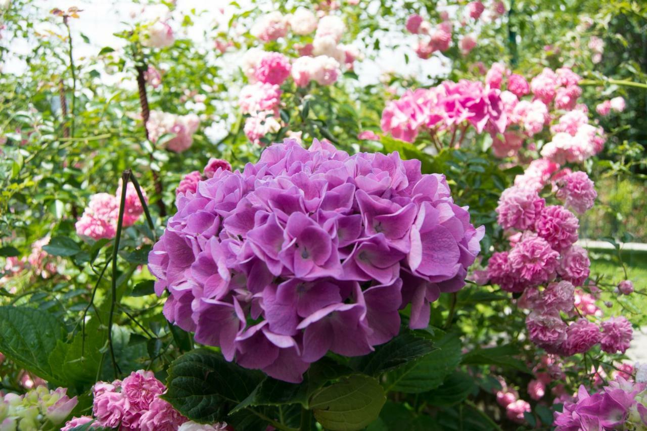Giardino Delle Ortensie كانوبيو المظهر الخارجي الصورة
